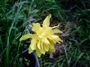campenelle plenus